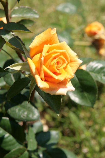 yellow rose